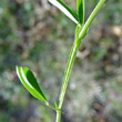 Stängel-/Stammfoto Lathyrus linifolius
