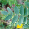 Blätterfoto Lathyrus niger