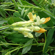 Blütenfoto Lathyrus occidentalis