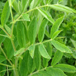 Blätterfoto Lathyrus occidentalis
