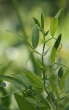 Blätterfoto Lathyrus pratensis