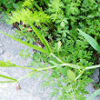 Blätterfoto Lathyrus sylvestris