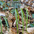 Foto von Besonderheit Lathyrus vernus subsp. gracilis