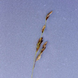 Fruchtfoto Leersia oryzoides