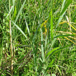 Blätterfoto Leersia oryzoides