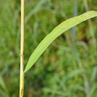 Stängel-/Stammfoto Leersia oryzoides