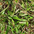 Blätterfoto Leontodon helveticus