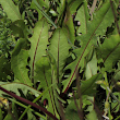 Blätterfoto Leontodon hispidus ssp.hyoseroides