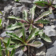 Blätterfoto Leontodon montanus