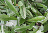 Blätterfoto Leontopodium alpinum