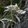 Blütenfoto Leontopodium alpinum