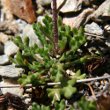 Blätterfoto Leucanthemopsis alpina