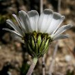 Blütenfoto Leucanthemopsis alpina