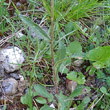 Blätterfoto Leucanthemum adustum