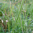 Stängel-/Stammfoto Leucanthemum adustum