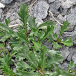 Blätterfoto Leucanthemum halleri