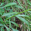 Blätterfoto Leucanthemum heterophyllum