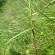 Stängel-/Stammfoto Leucanthemum heterophyllum