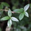 Blätterfoto Ligustrum vulgare