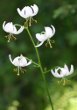 Blütenfoto Lilium martagon - weiss