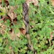 Foto der Jungpflanze Limodorum abortivum