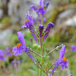Portraitfoto Linaria alpina subsp. petraea