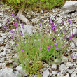 Habitusfoto Linaria alpina subsp. petraea