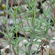 Blätterfoto Linaria alpina subsp. petraea