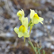 Blütenfoto Linaria supina