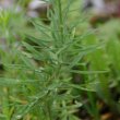 Blätterfoto Linaria vulgaris