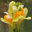 Blütenfoto Linaria vulgaris