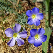 Blütenfoto Linum alpinum