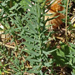 Blätterfoto Linum alpinum