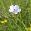 Blütenfoto Linum bienne