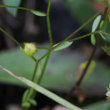 Blätterfoto Linum catharticum