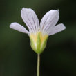 Blütenfoto Linum catharticum