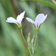 Blütenfoto Linum tenuifolium