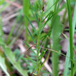 Blätterfoto Linum tenuifolium
