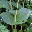Blätterfoto Listera ovata