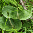 Foto der Jungpflanze Listera ovata