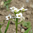 Blütenfoto Lobularia maritima