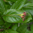 Blütenfoto Lonicera alpigena