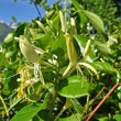 Blütenfoto Lonicera japonica