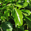 Blätterfoto Lonicera japonica