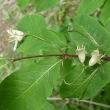 Blütenfoto Lonicera nigra