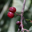 Fruchtfoto Lonicera xylosteum