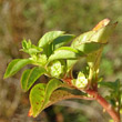 Blütenfoto Ludwigia palustris