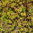 Habitusfoto Ludwigia palustris