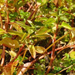 Blätterfoto Ludwigia palustris