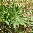Blätterfoto Lupinus polyphyllus